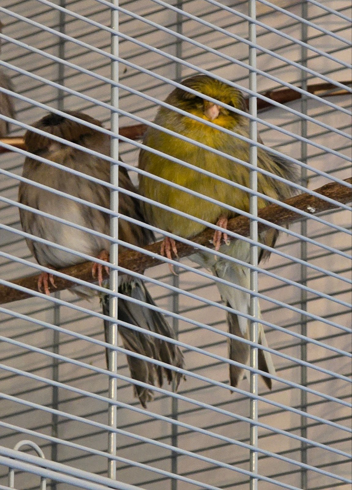 Gloster Crested Canary,  couple ️, Dieren en Toebehoren, Vogels | Kanaries, Zangkanarie
