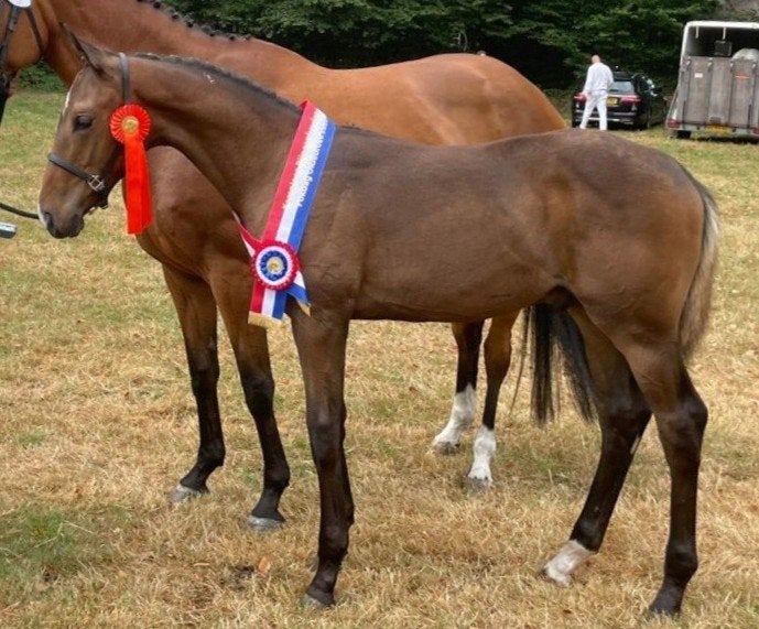 Oude adv. nieuw paard, Hengstveulen Extreme U.S. x Ferguson, Met stamboom, Niet van toepassing, Dressuurpaard, 0 tot 2 jaar