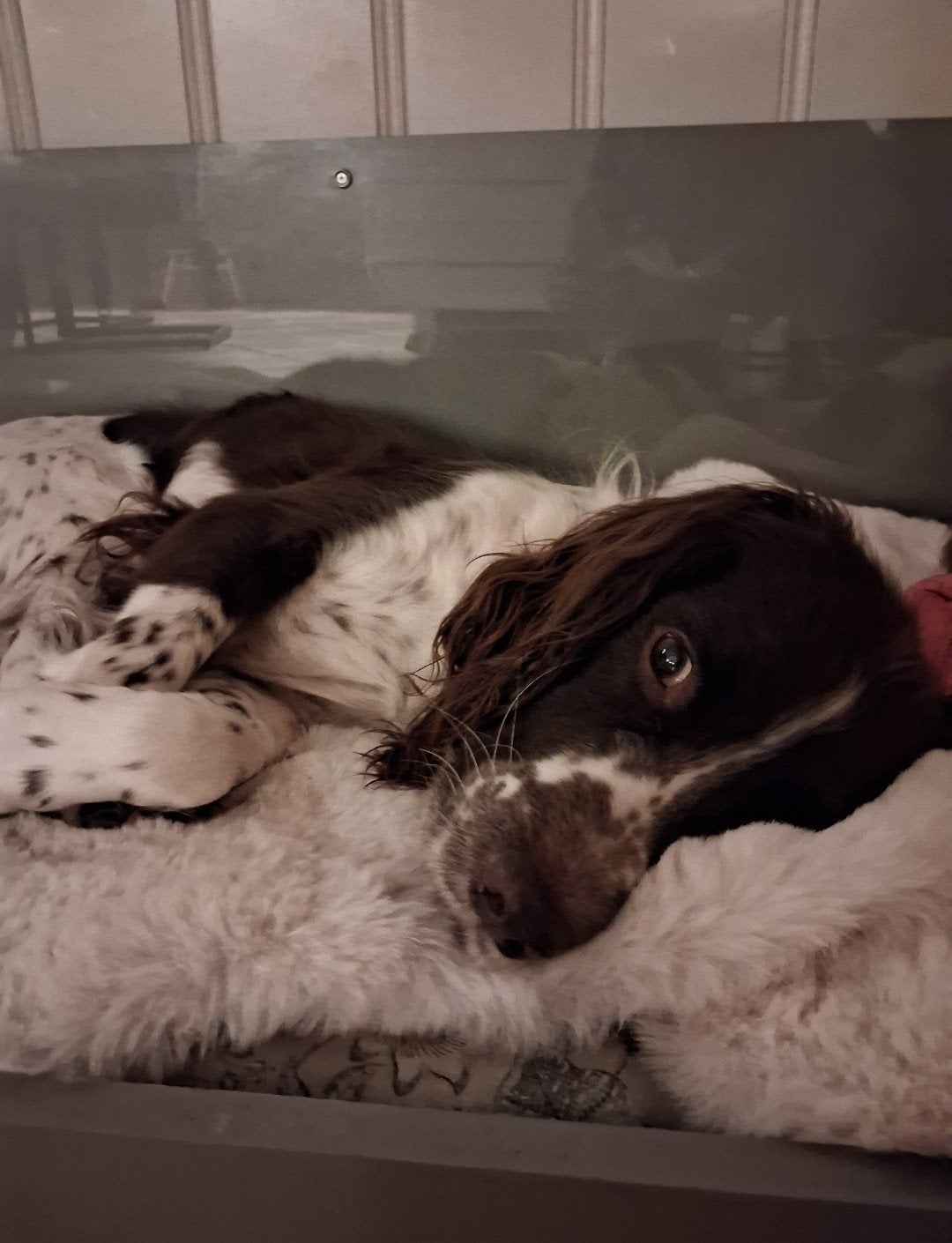 Springer spaniel x heidewachtel reu, 6 jaar of ouder, Reu, Parvo, Eén hond