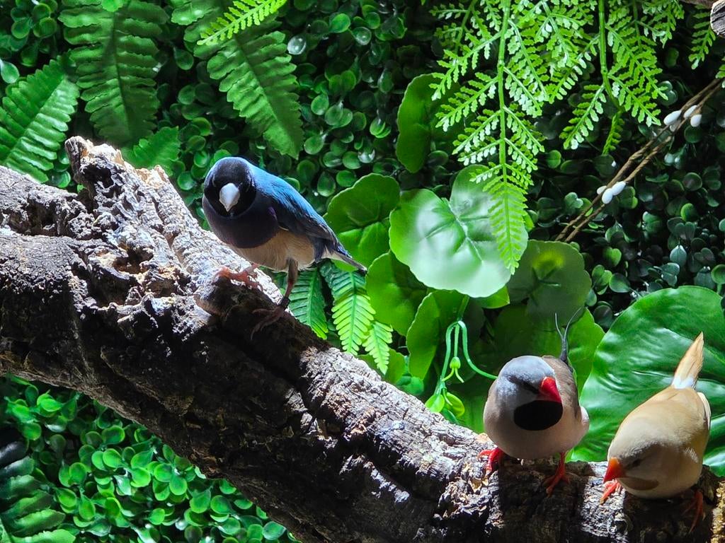 Gould amadine, Dieren en Toebehoren, Meerdere dieren