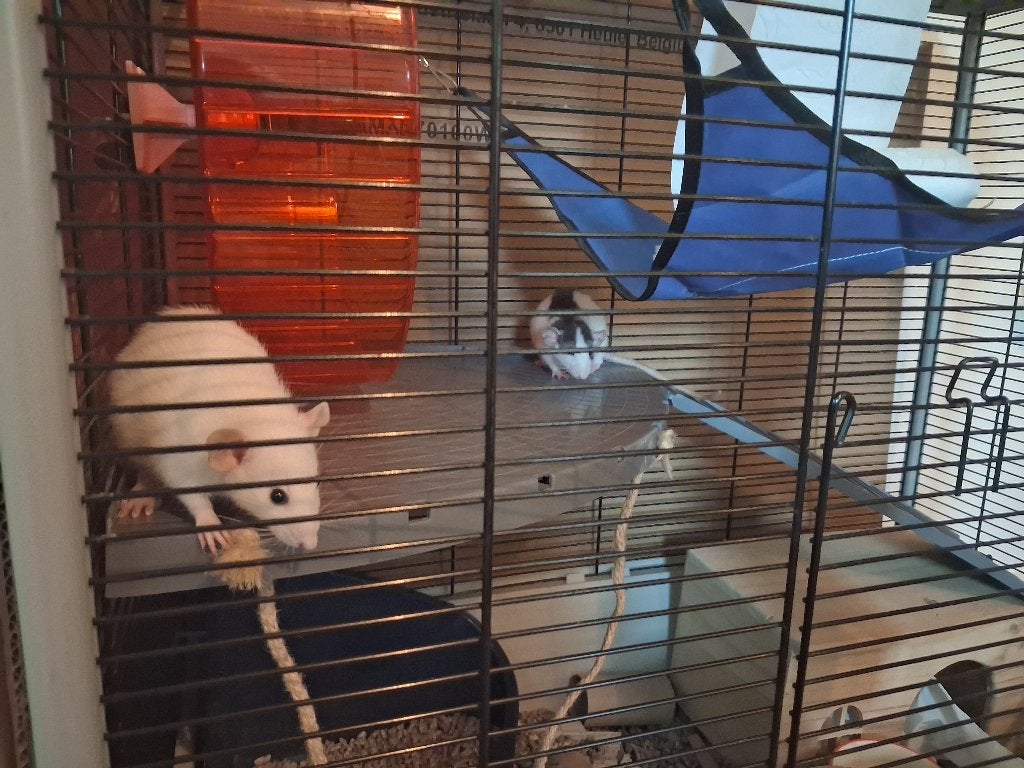 2 Tamme ratjes plus kooi en toebehoren, Rat, Mannelijk, Juli, Tam