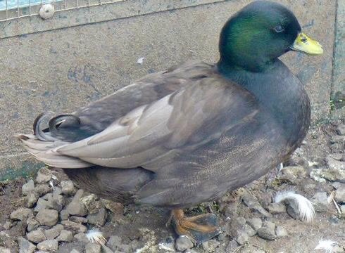 Zwarte en blauwe kwakertjes, Dieren en Toebehoren, Ophalen
