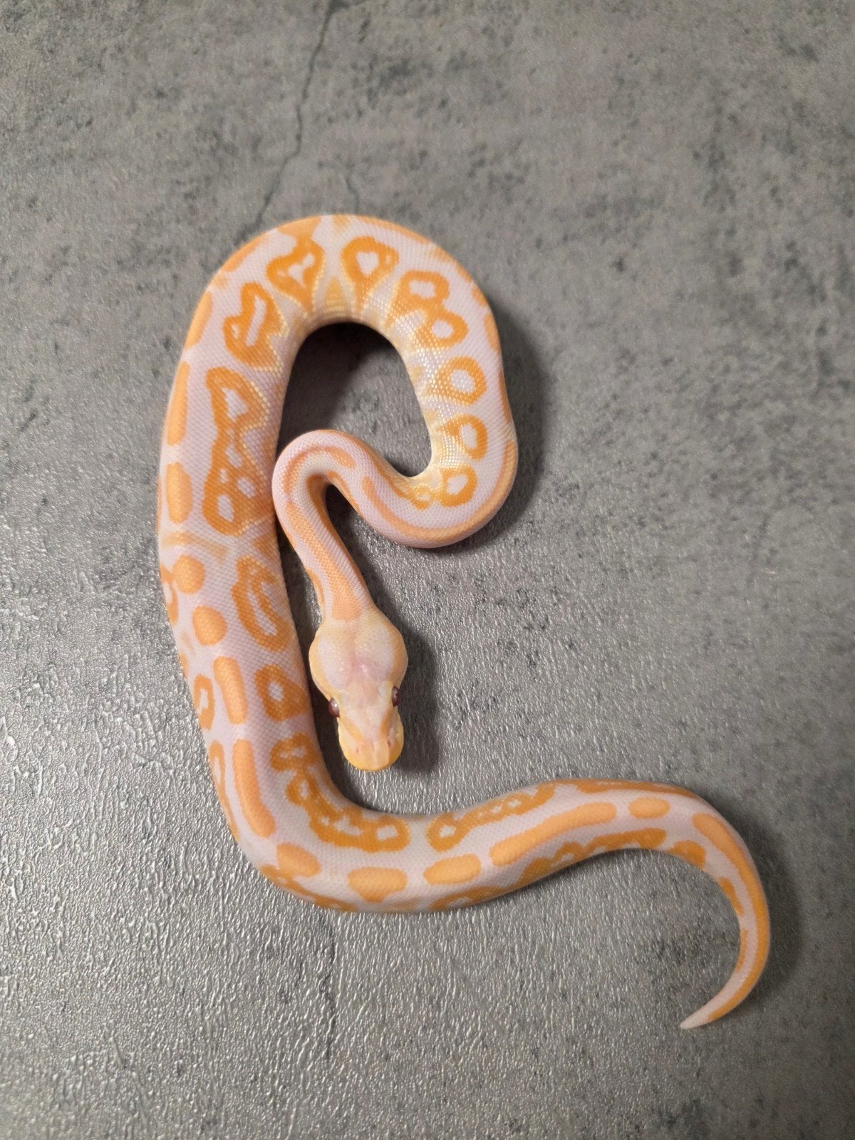 ♂️Cinnamon Lavender Albino 66%Clown️ 2026 Ball Python photo 2
