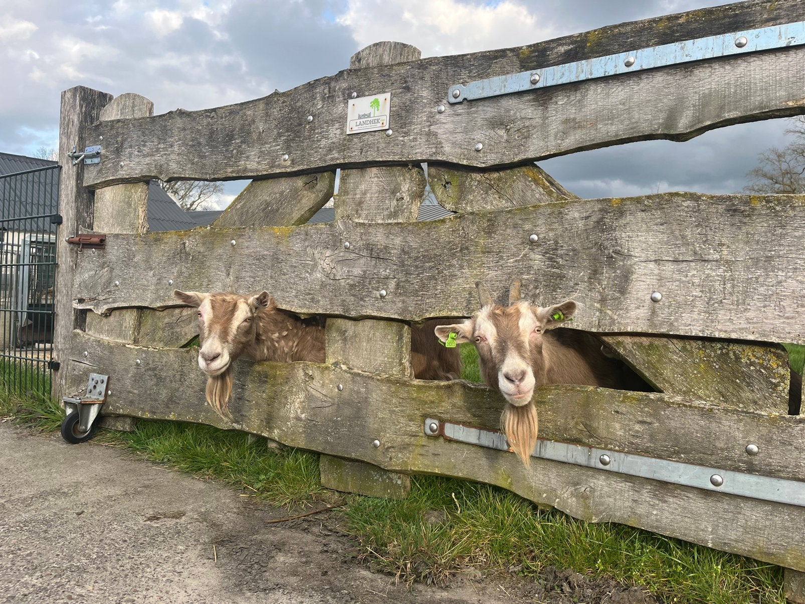 2 geiten toggenburger moeder en dochter, Dieren en Toebehoren, Schapen, Geiten en Varkens, Vrouwelijk, Geit, 6 jaar of ouder