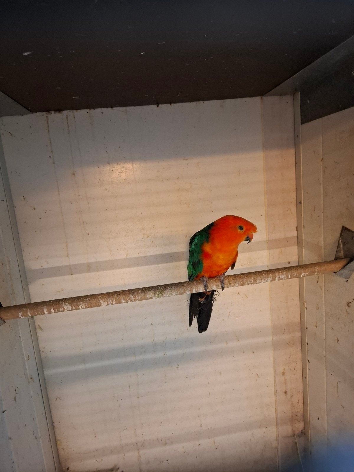 Koningsparkiet, Dieren en Toebehoren, Mannelijk, Parkiet, Geringd