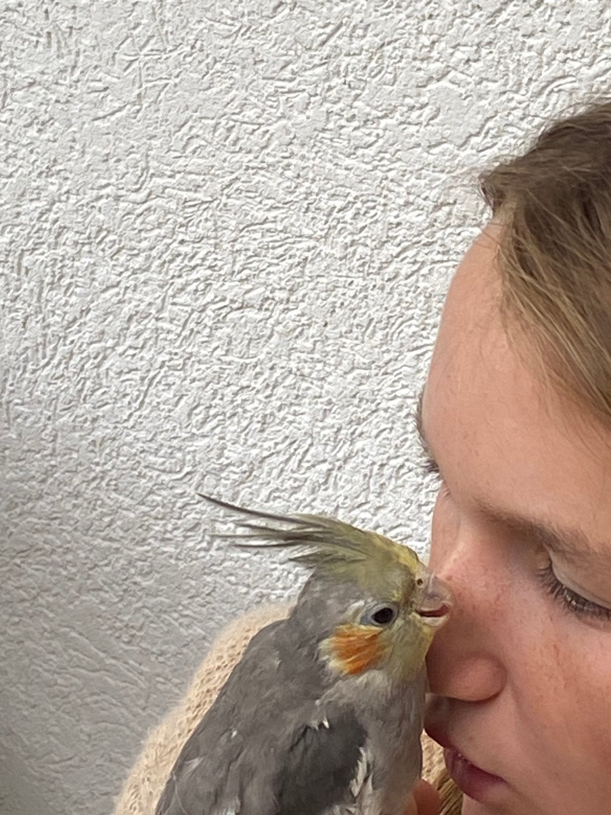 Jonge tamme valkparkieten te koop, Dieren en Toebehoren, Vogels | Parkieten en Papegaaien, Meerdere dieren, Parkiet, Geringd