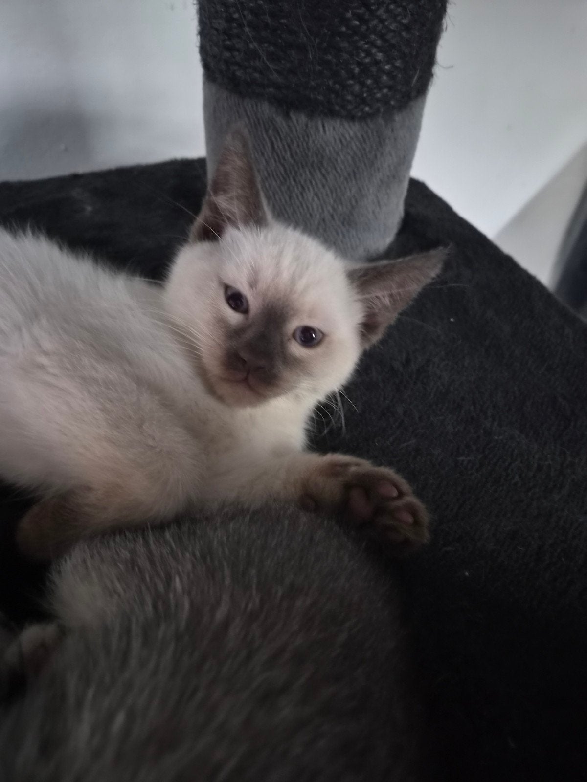 ♡ nog 3 ragdoll maine coon x  kittens  ♡, Meerdere dieren, Ontwormd, 0 tot 2 jaar