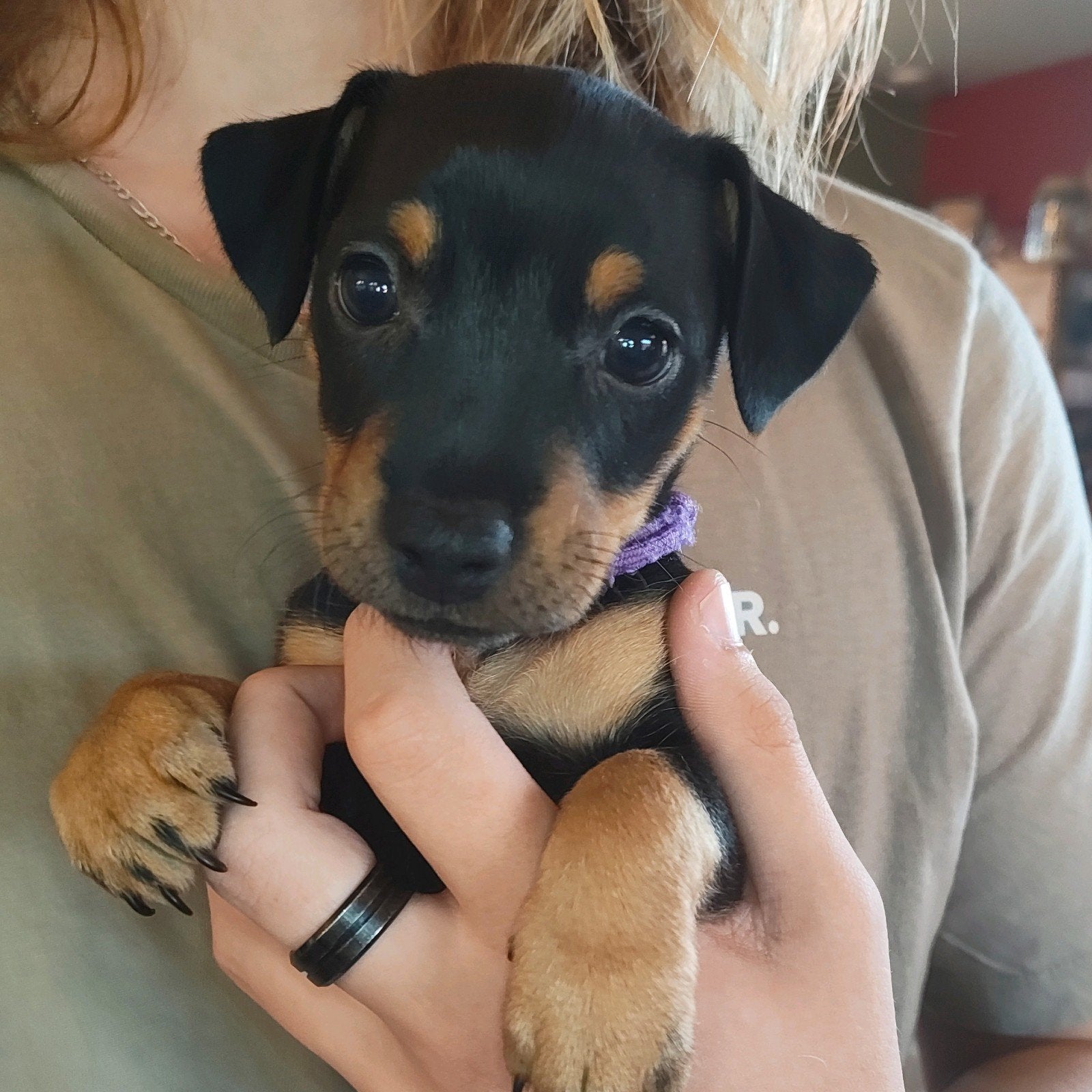 black en tan Jack Russel pup, Jack Russell Terriër, 8 tot 15 weken, Teef, Meerdere