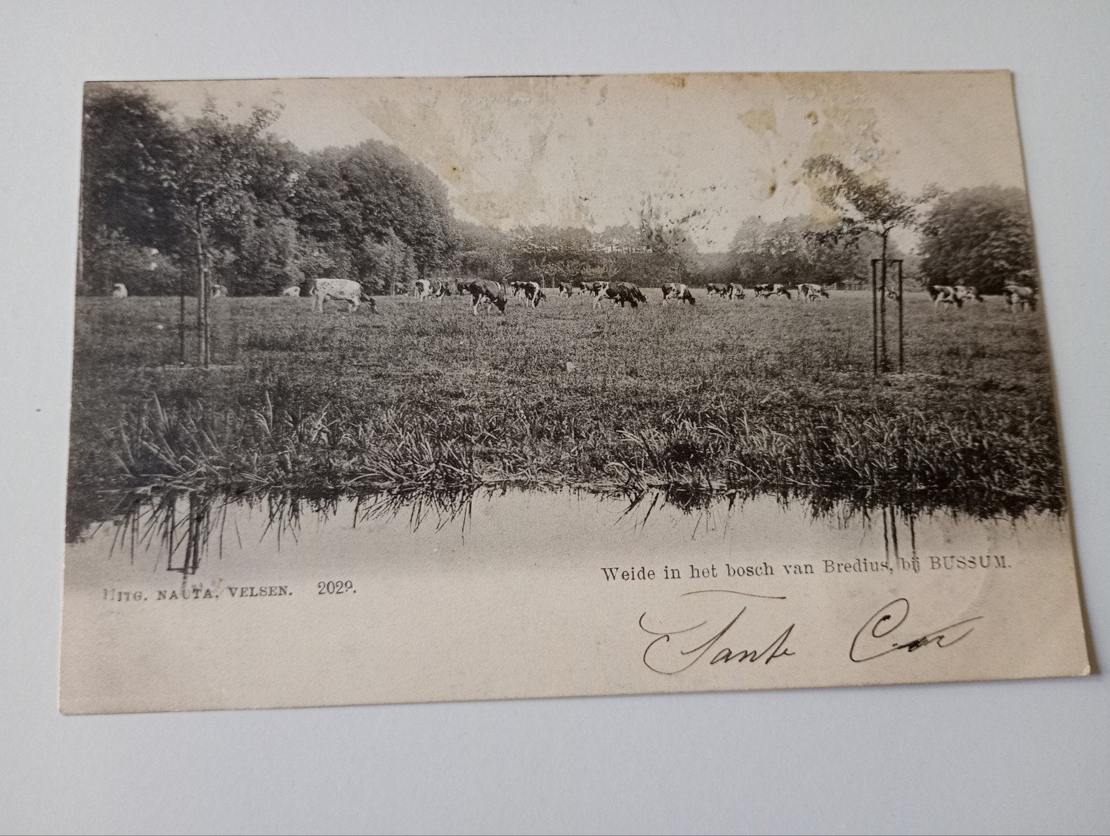 Bussum Weide in het Bos van Bredius 1905, Ophalen of Verzenden, Voor 1920, Gelopen, Noord-Holland