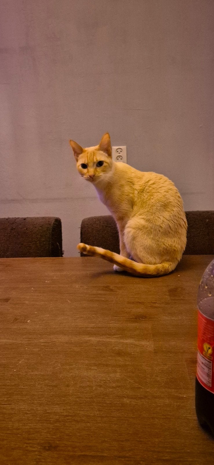lieve katten met spoed, Meerdere dieren, Kortharig, 3 tot 5 jaar