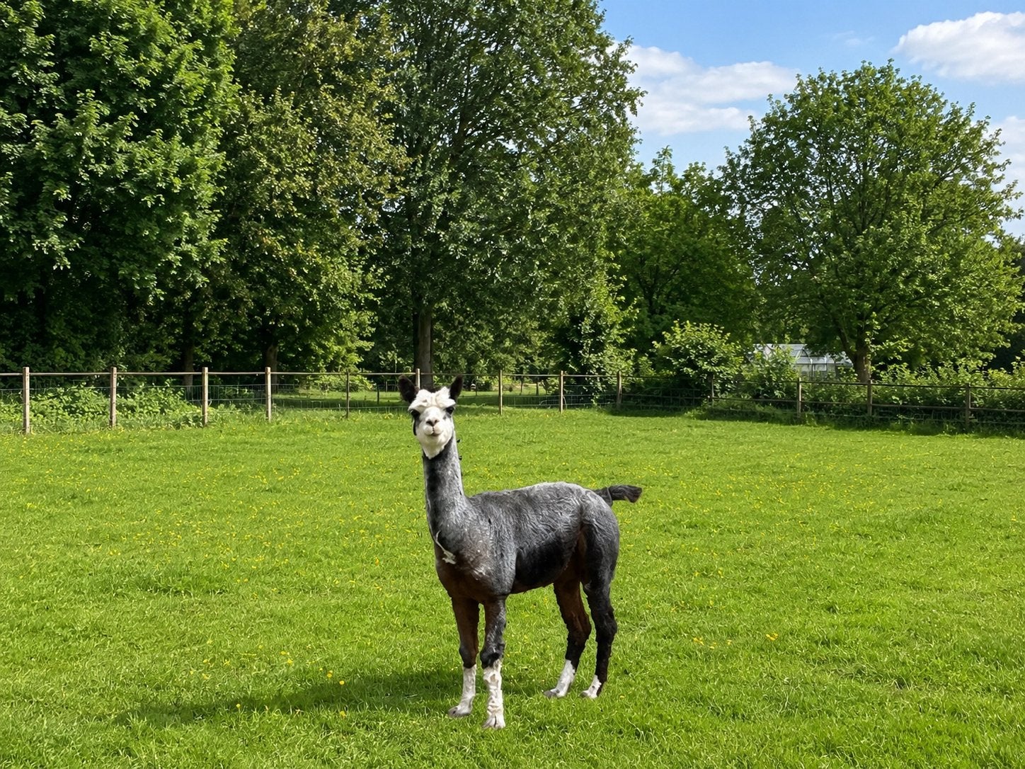 Alpaca ruilen tegen bonte ezel merrie, Dieren en Toebehoren, Overige Dieren, Januari, Vrouwelijk