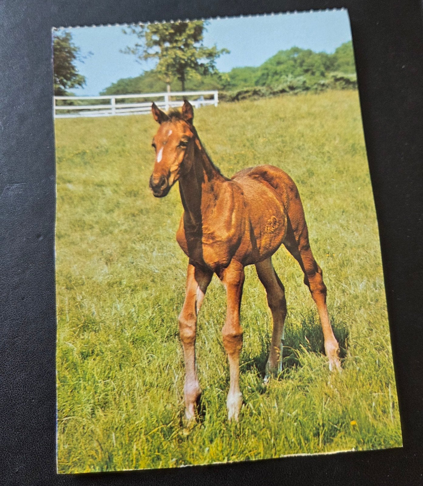 Veulen in de wei, Verzenden, 1960 tot 1980, Gelopen, Paard