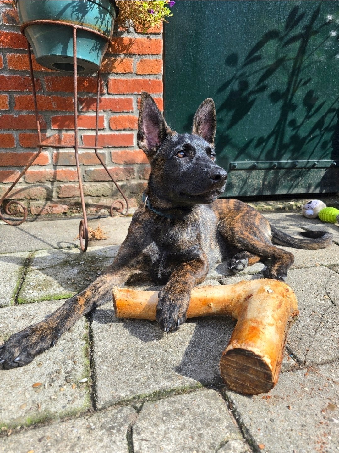 Mechelse X Hollandse herder pup 5mnd  - herplaatser, 15 weken tot 1 jaar, Reu, Eén hond, Herder