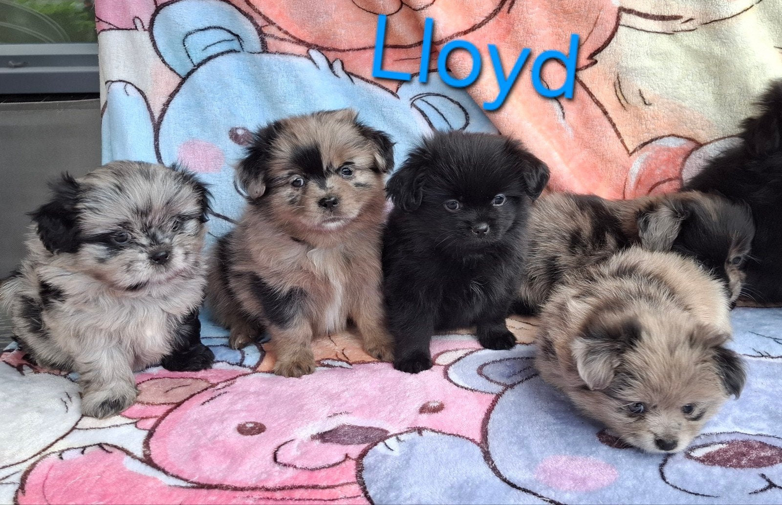 prachtige unieke Shiranian F1 pup reu (Shih Tzu x Pomeriaan), Dieren en Toebehoren, Honden | Chihuahua's en Gezelschapshonden