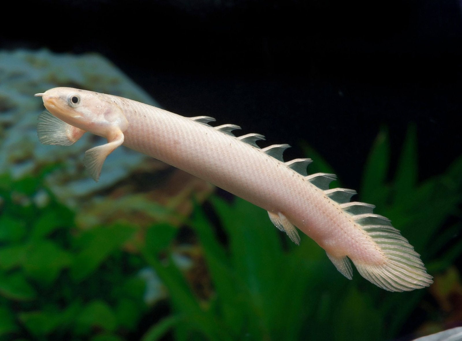 Polypterus Senegalus Albino, Dieren en Toebehoren, Vis