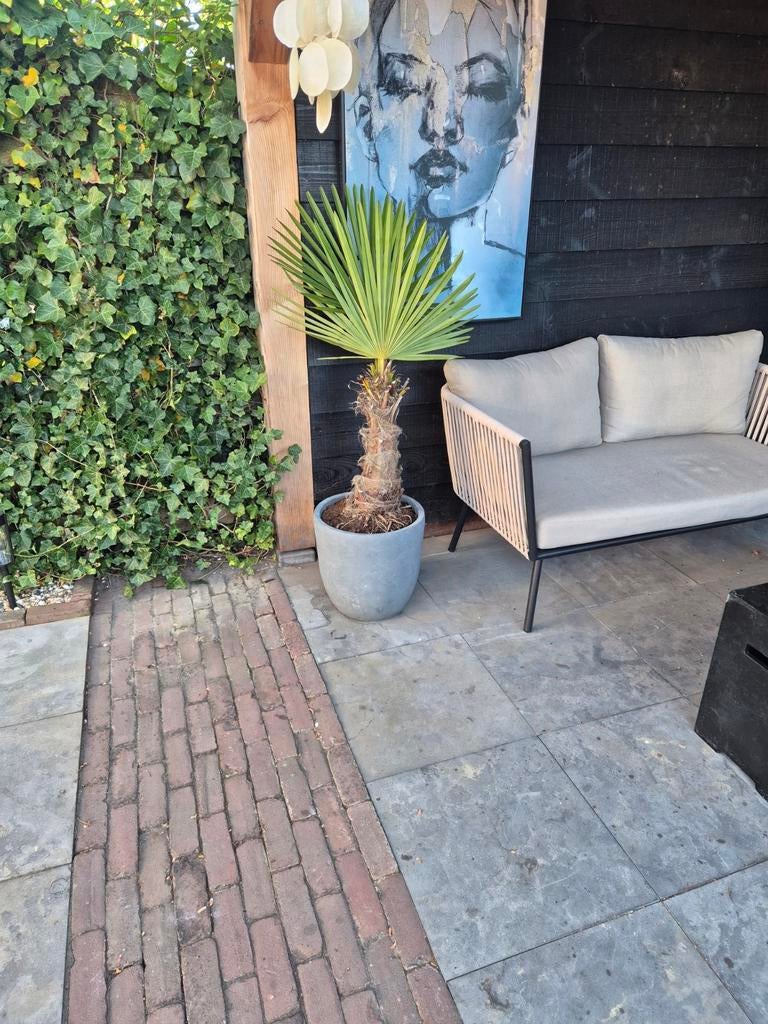 Gezonde winterharde palmboom inclusief pot, Tuin en Terras, Volle zon, Vaste plant, Bloeit niet, Ophalen