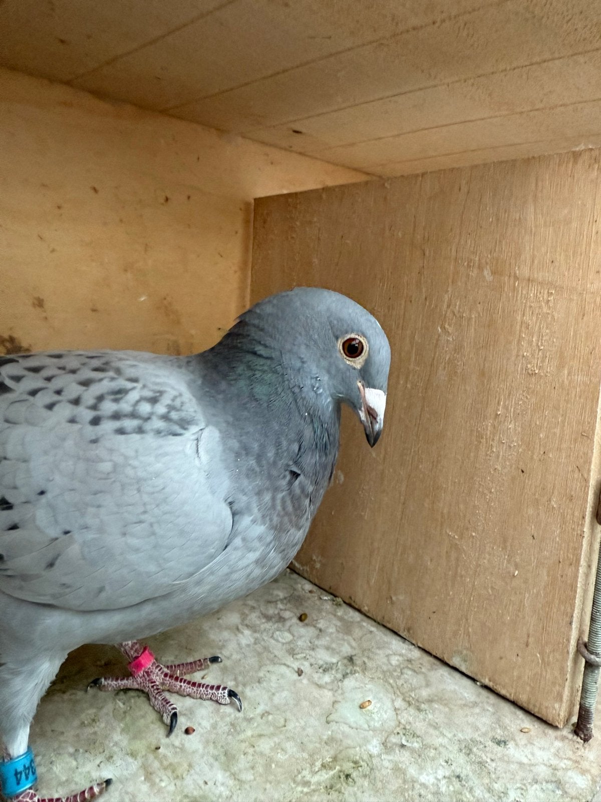 duivenhobby, Meerdere dieren, Postduif
