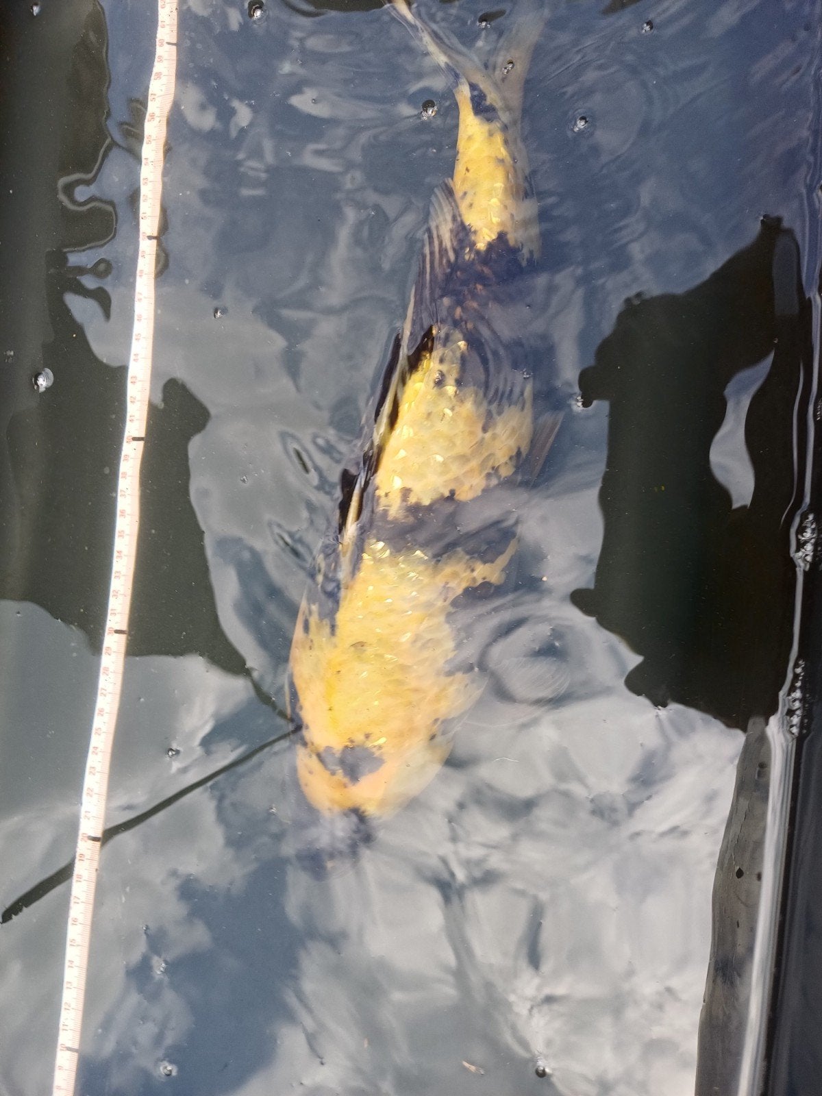 ki utsuri ginrin, Dieren en Toebehoren, Karper of Koi