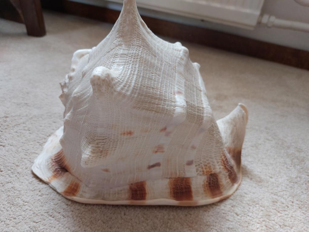 Grote Conch schelp 25 x 18 cm, Ophalen