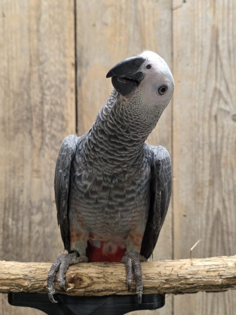 Jonge Grijzeroodstaart Papegaai | Getest | Handtam, Meerdere dieren, Papegaai, Pratend