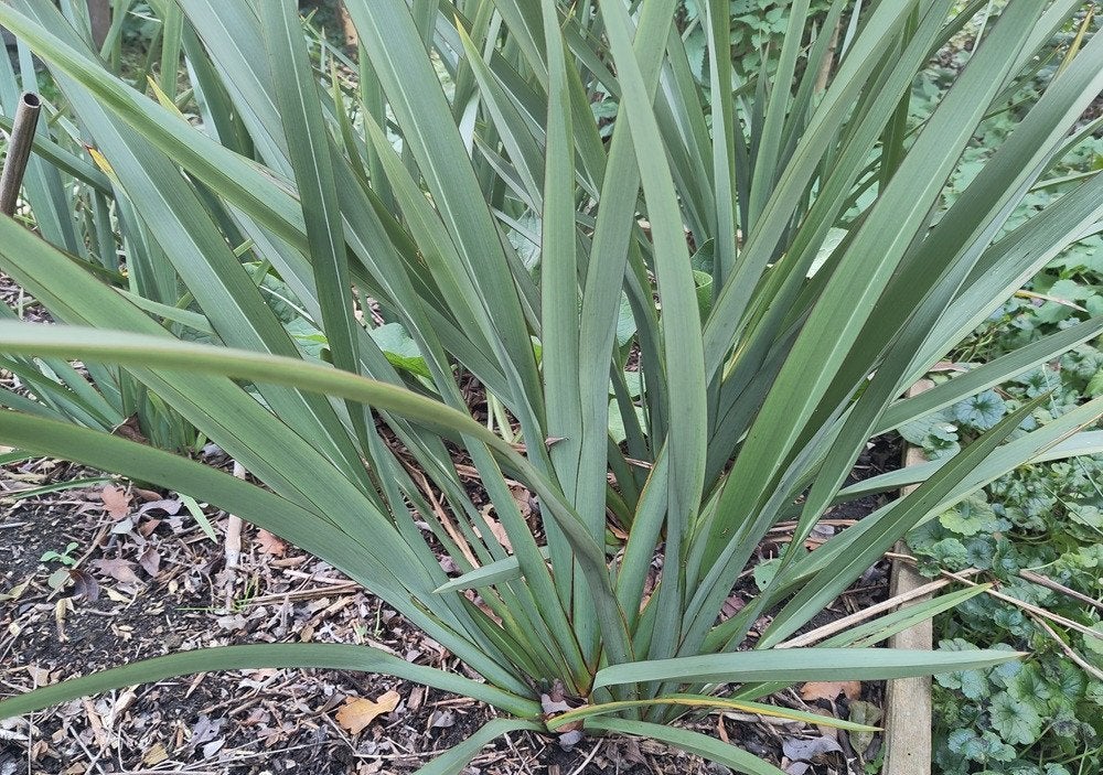 Phormium Tenax - Nieuw Zeelands Vlas, Vaste plant, Halfschaduw, Zomer, Ophalen