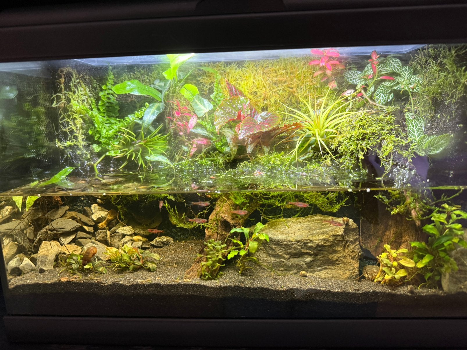 Paludarium met divers plantenbestand, vissen en dieren, Ophalen, Inclusief planten, Gebruikt, Overige typen