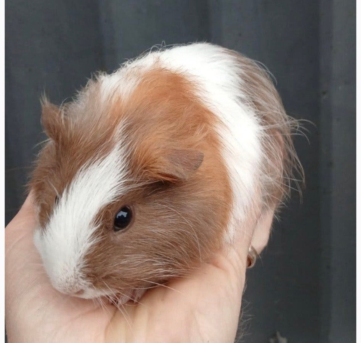 3 cavia’s (vrouwtjes) met alle toebehoren te koop, Dieren en Toebehoren, Cavia, Juli, Vrouwelijk, Tam