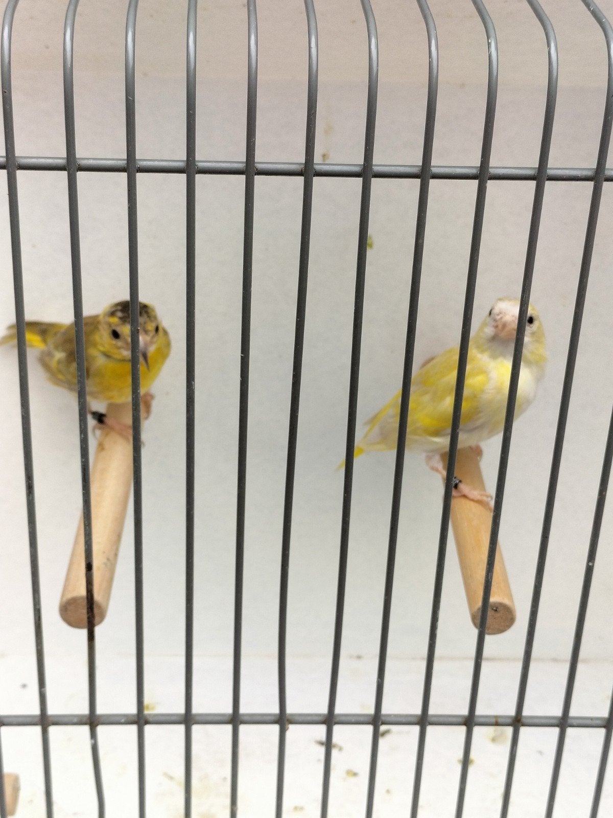 1 koppel sijzen en 1 koppel barmsijzen, Meerdere dieren, Kleurkanarie