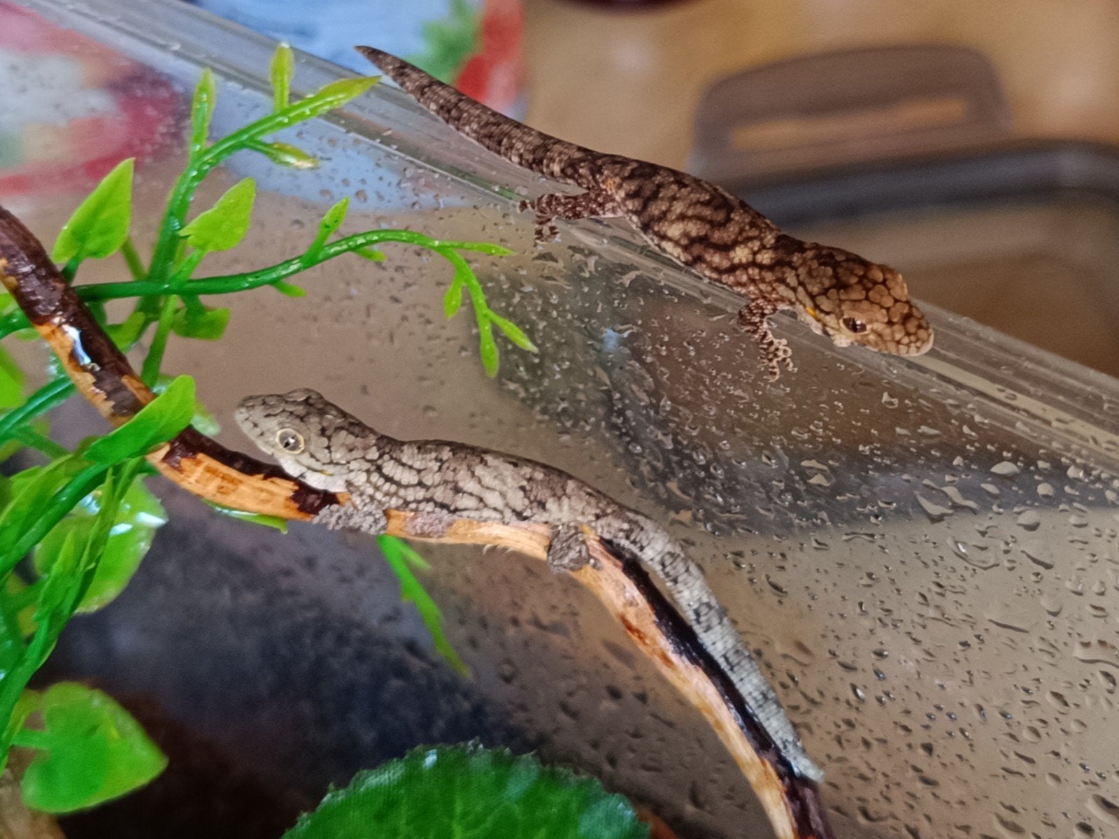Eurydactylodes Vieillardi nakweek, Dieren en Toebehoren, Hagedis, 0 tot 2 jaar