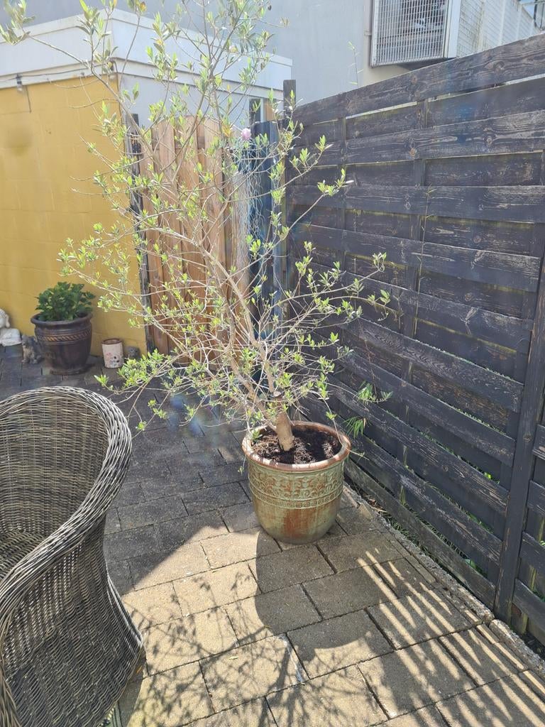 Grote olijf boom met pot, Volle zon, 100 tot 250 cm, Zomer, Overige soorten