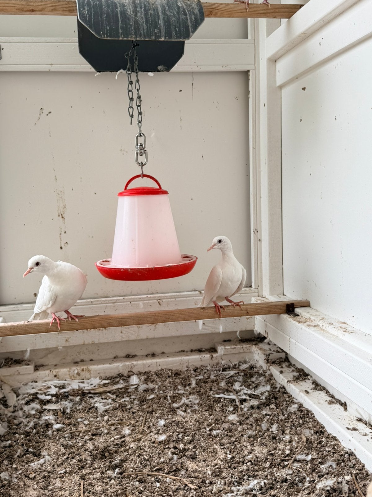 Tortelduifjes, Meerdere dieren