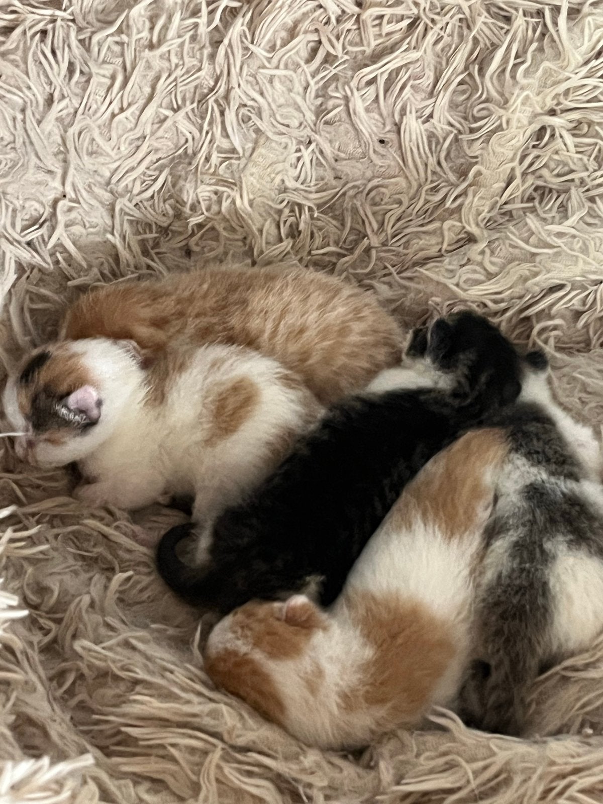 5 kittens, Poes, Kortharig, 0 tot 2 jaar