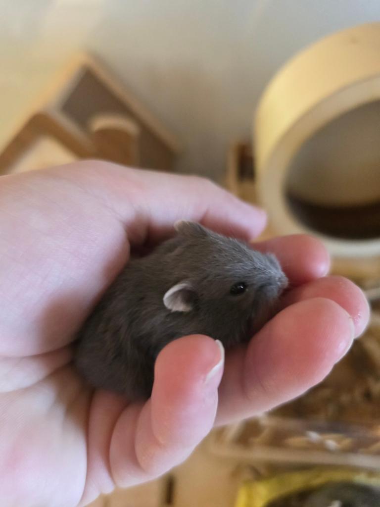 Lieve tamme dwerghamstertjes, April, Hamster