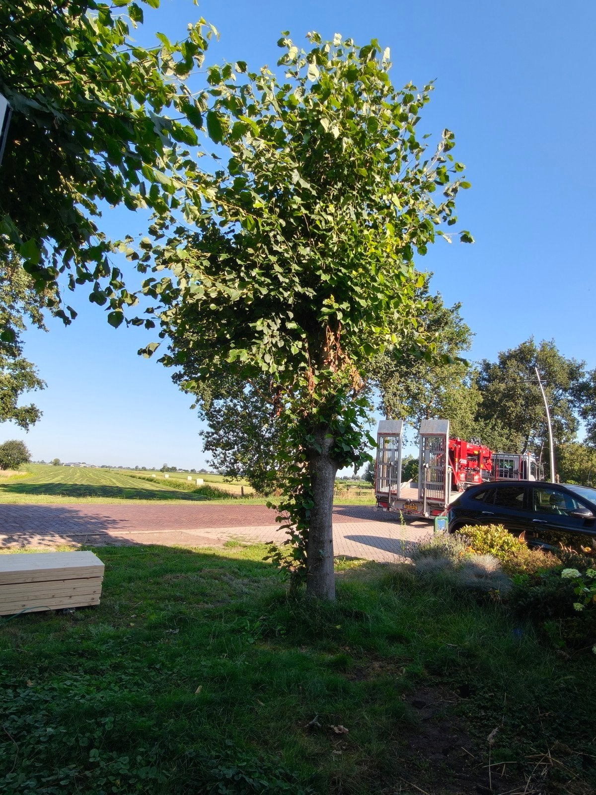 2 lijbomen zelf eruit graven, Ophalen, Volle zon, Overige soorten, 100 tot 250 cm