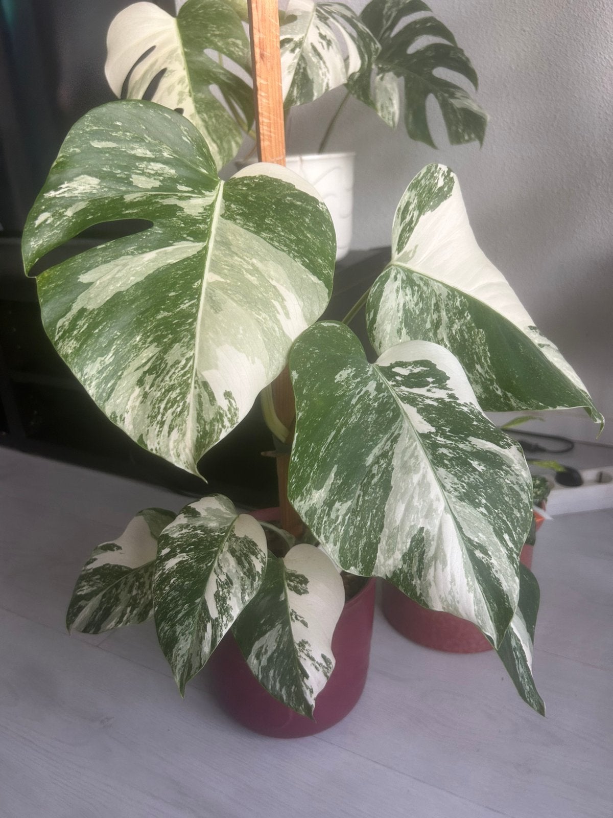 Monstera albo variegata n 4, Huis en Inrichting, Overige soorten, In pot, Minder dan 100 cm, Halfschaduw