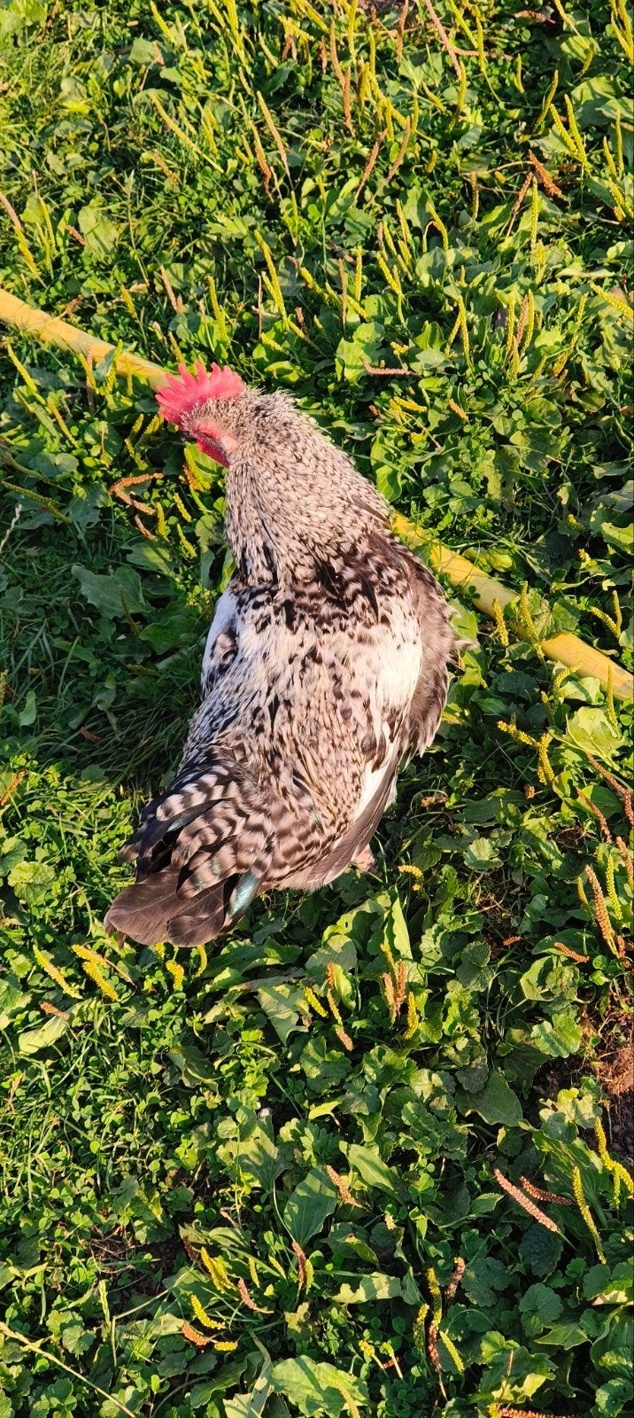 haan te koop ( kruising ayam cemani en cream legbar ), Mannelijk, Kip