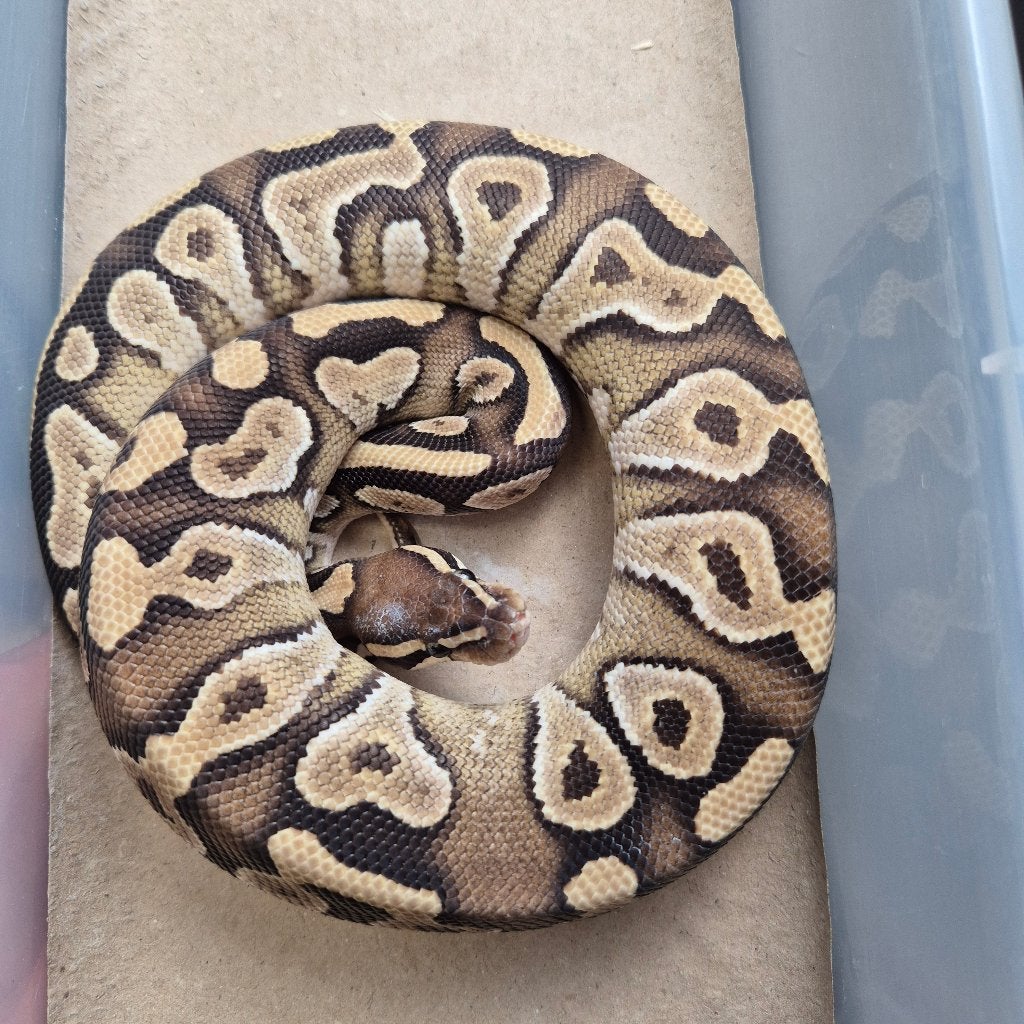mojave het puzzle p. regius Ball Python - unknown for sale from Roundhog serpents