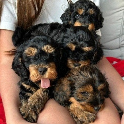 Lieve en super mooie cockapoo pups, 8 tot 15 weken, Meerdere, Meerdere dieren, Nederland