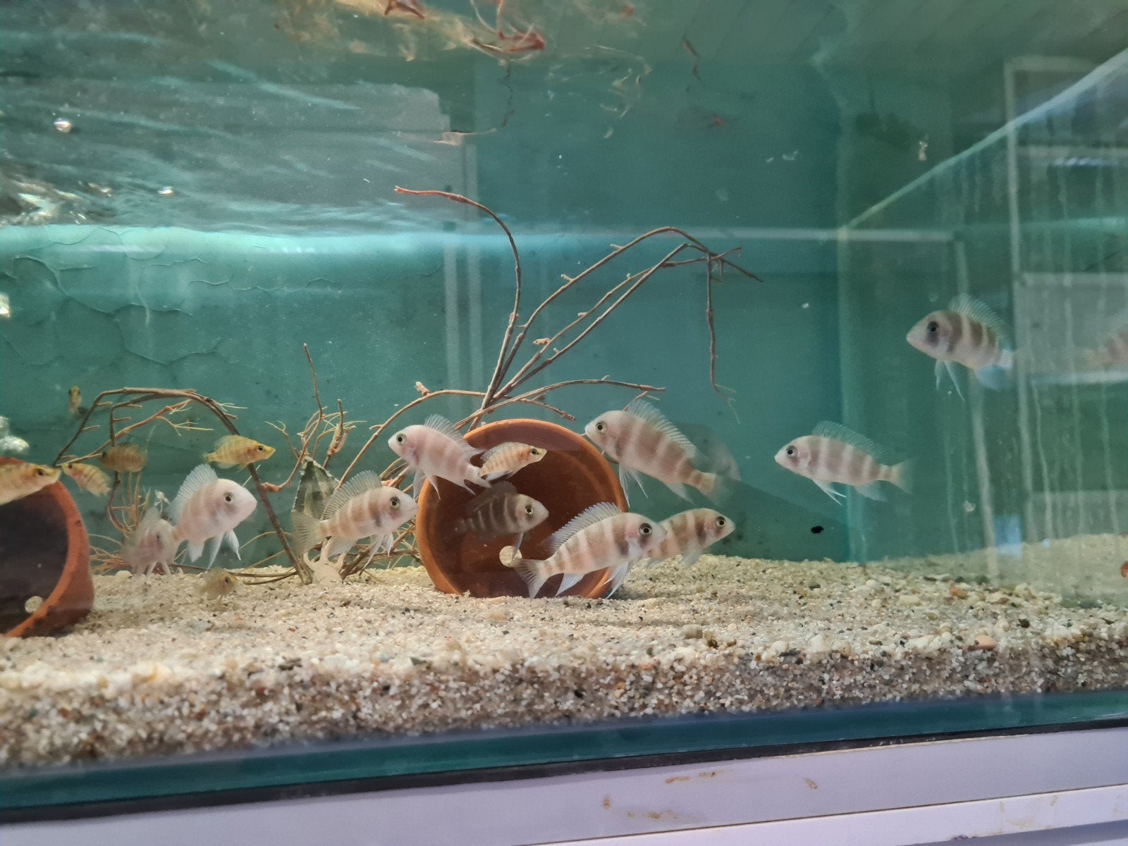 Frontosa Burundi Tanganyika Cichliden, Vis, Zoetwatervis