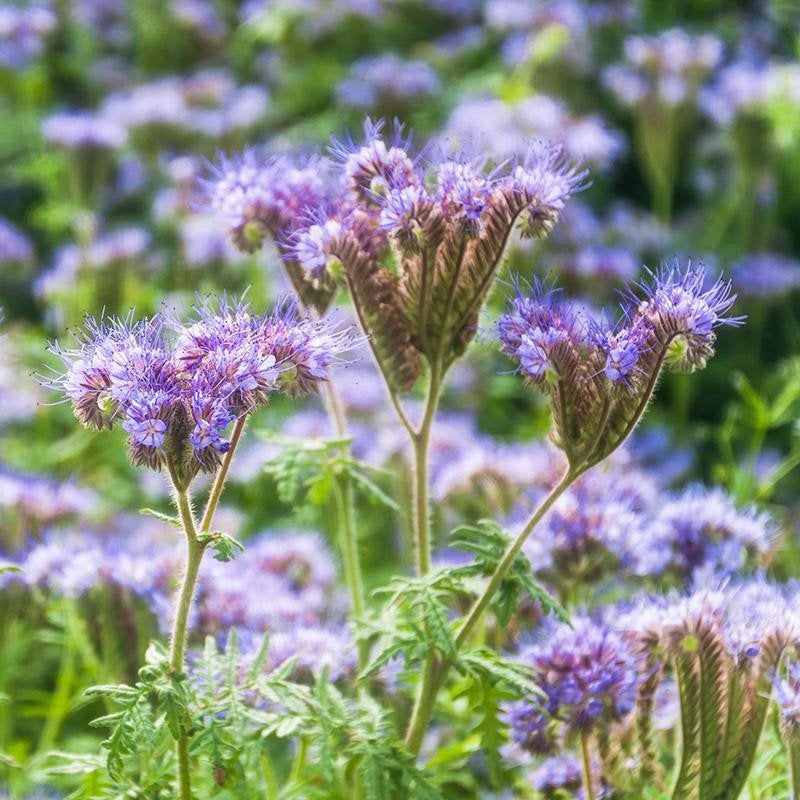 Zaden Bijenbrood - Phacelia BIO, Tuin en Terras, Bloembollen en Zaden, Ophalen of Verzenden, Volle zon