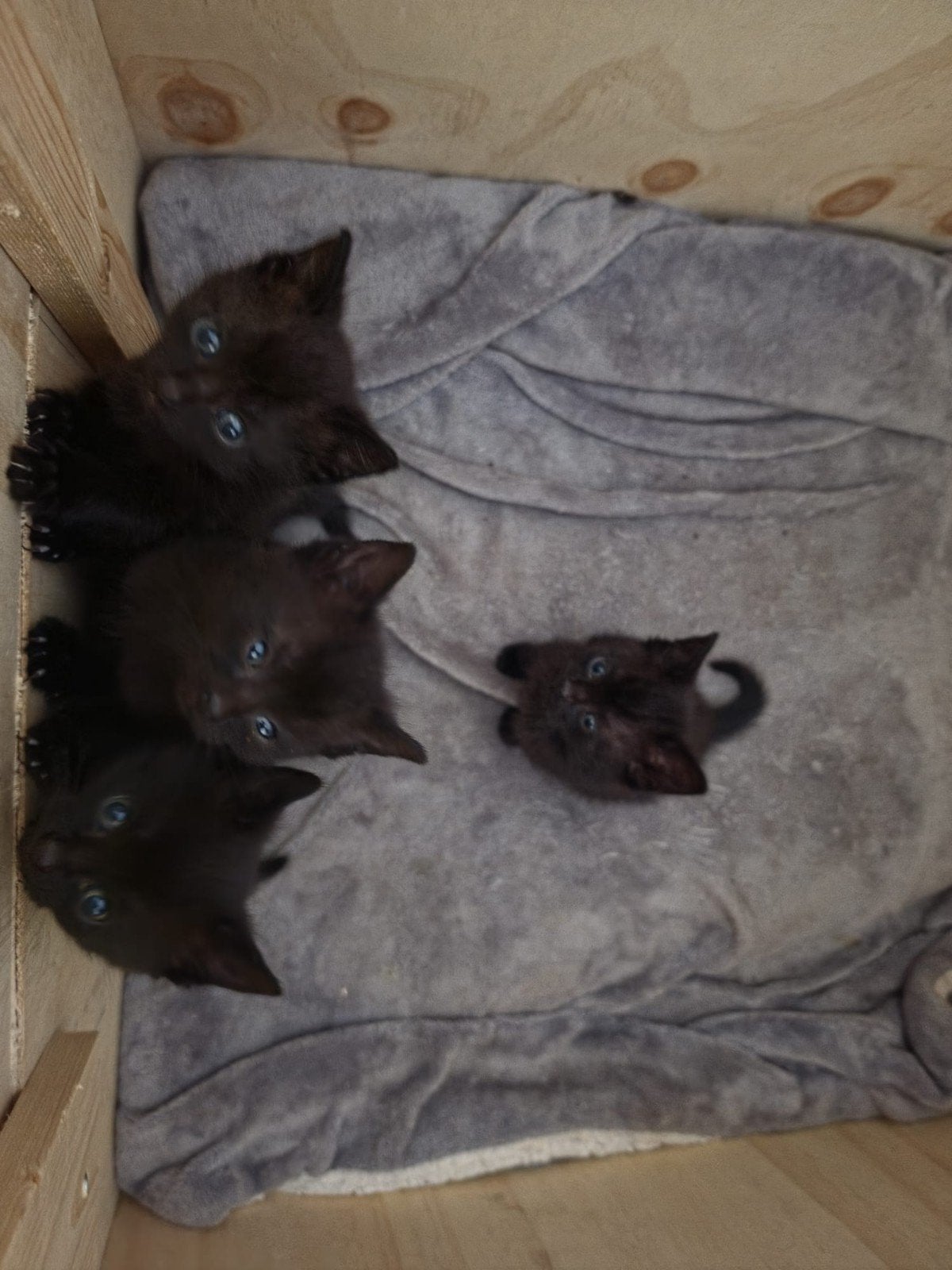 Baby kittens 1x vrouwtje 1x mannetje, Dieren en Toebehoren