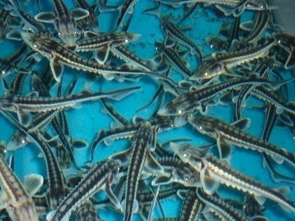 Steuren, karpers, graskarpers, goudrietvoorn, Rosetta, Karper of Koi