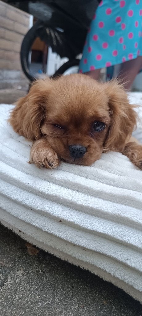 Cavalier King Charles Spaniel pup (kleur Ruby, Teef), Parvo, 8 tot 15 weken, Teef, Eén hond