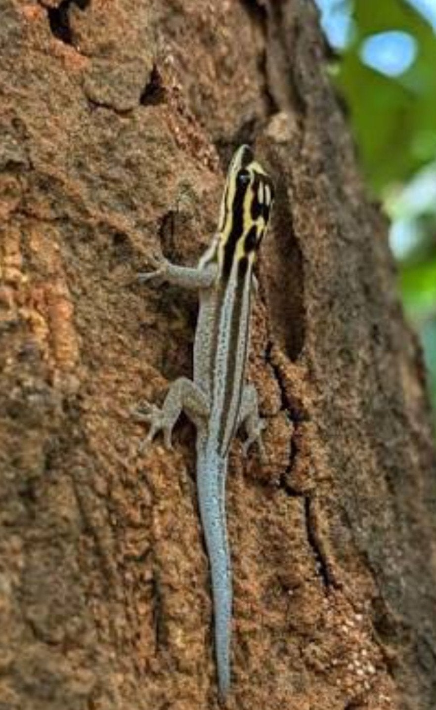 GEZOCHT! Lygodactylus kimhowelli 0.1(vrouw), Hagedis, 0 tot 2 jaar