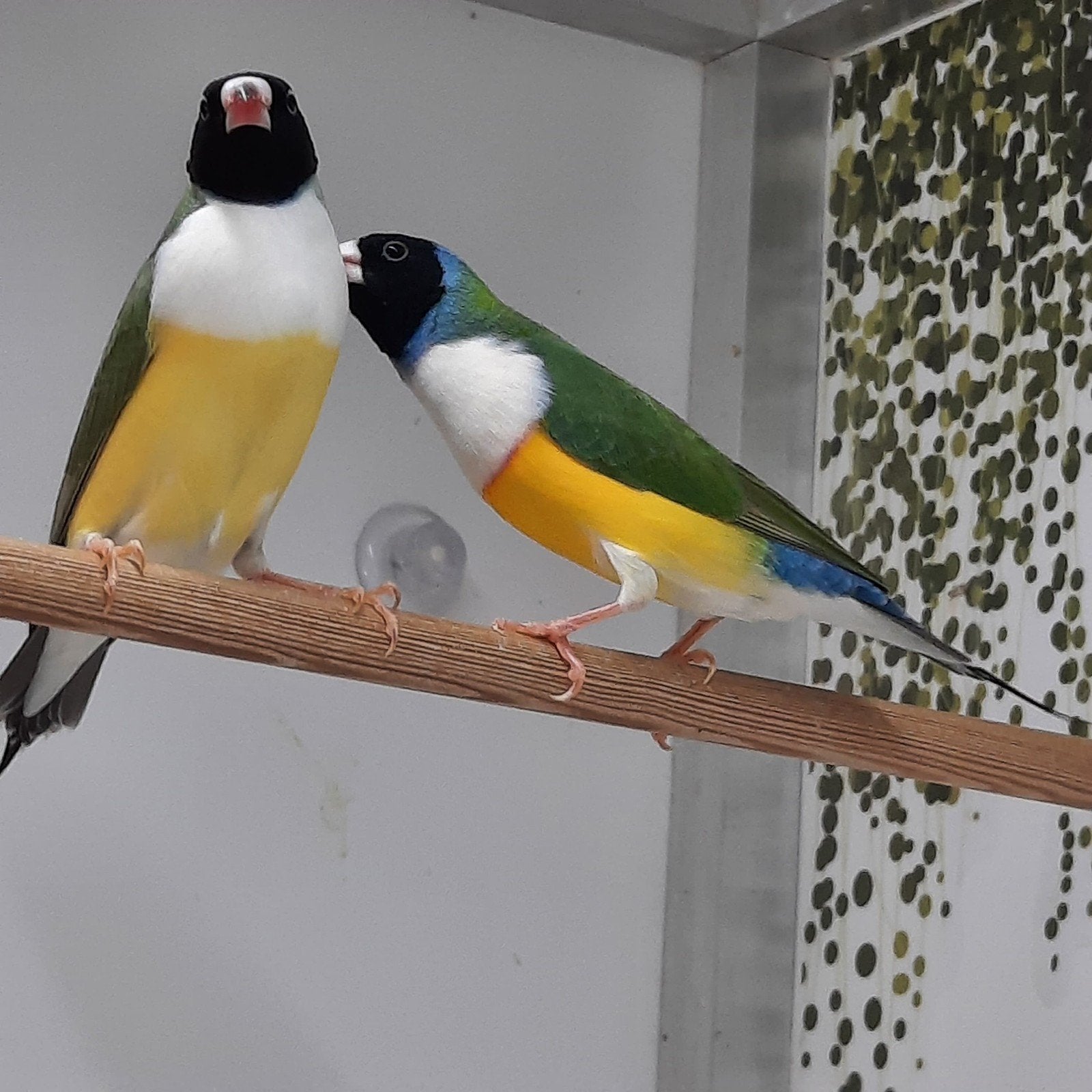 Gouldamadine, Dieren en Toebehoren, Vogels | Overige Vogels, Meerdere dieren