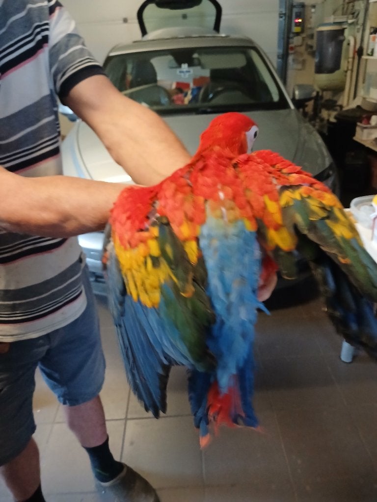 geelvleugel ara, Meerdere dieren, Papegaai, Geringd