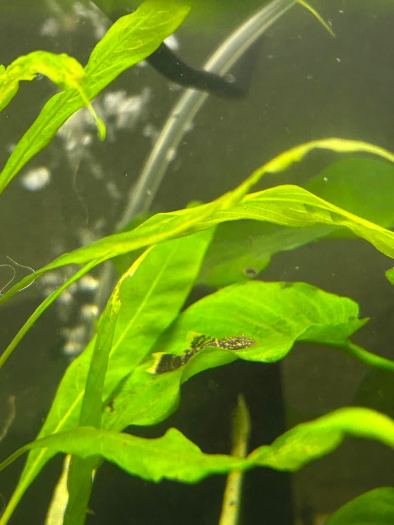Ancistrus wildkleur longfin, Dieren en Toebehoren, Vis