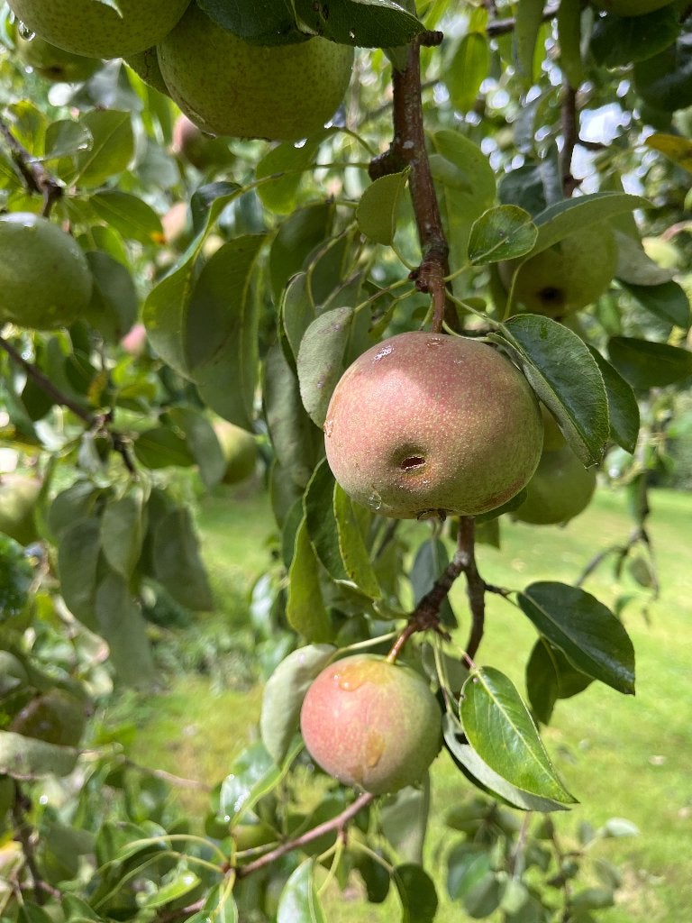 Zoete Brederode stoofpeer, Ophalen