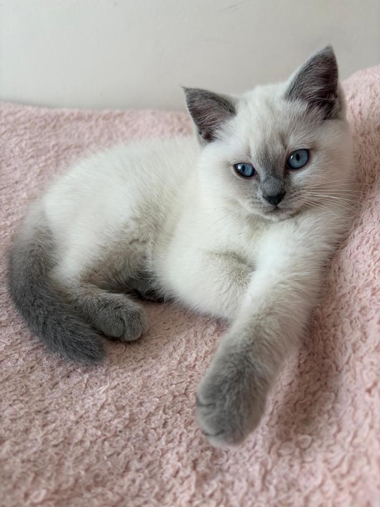 Britse Korthaar kitten, Dieren en Toebehoren, Katten en Kittens | Raskatten | Langhaar, Poes, Ontwormd