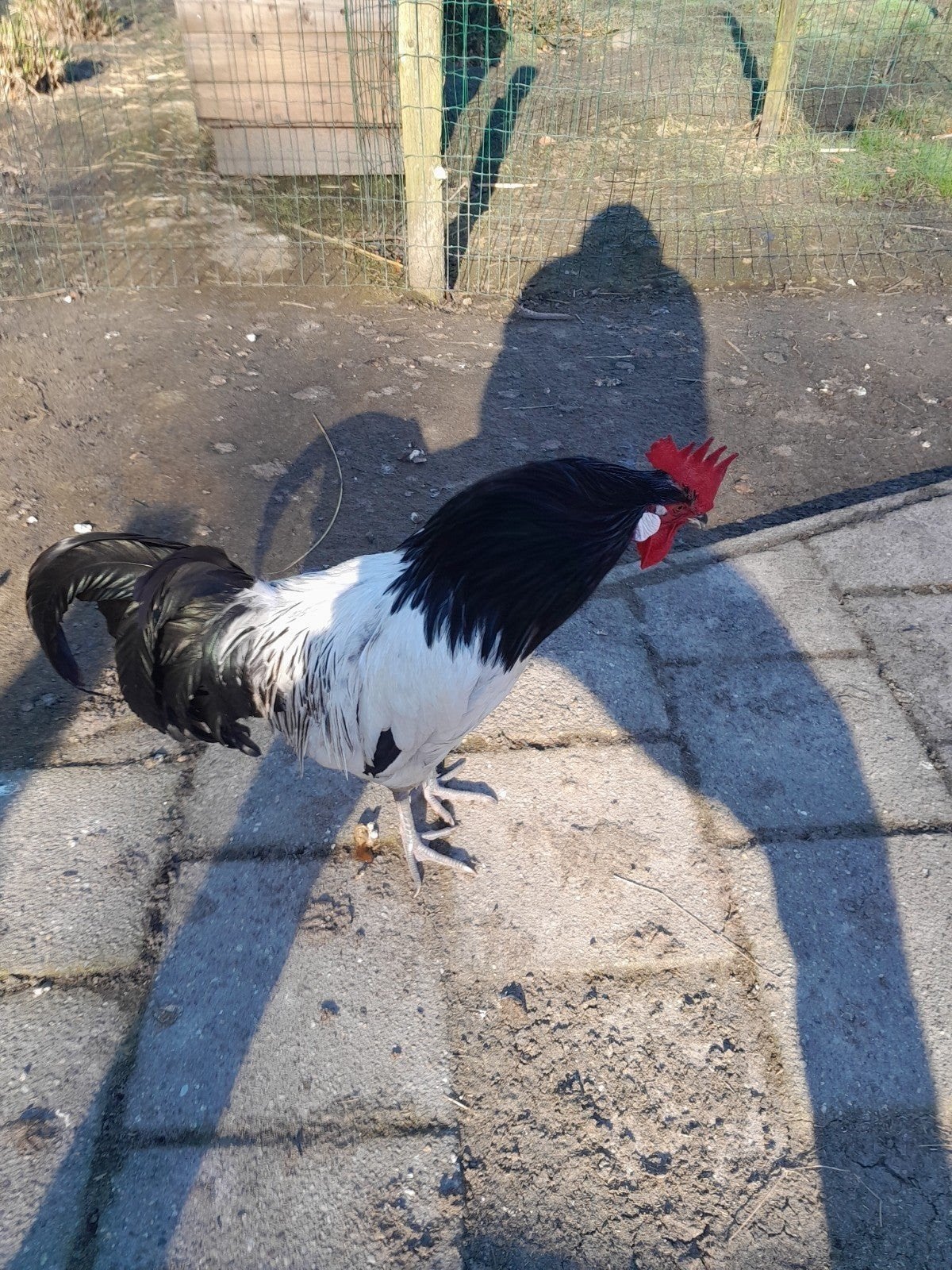 lakenvelder haan, Dieren en Toebehoren, Pluimvee, Mannelijk, Kip